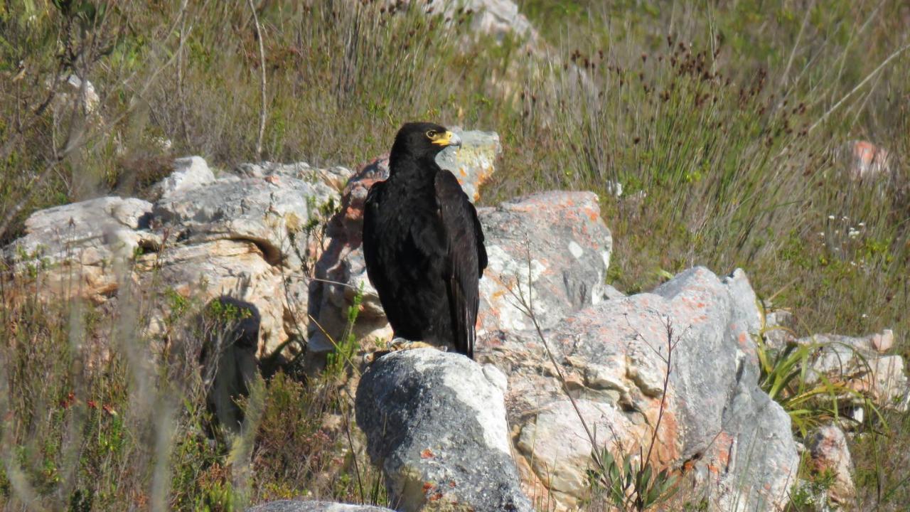 Farm 215 Private Nature Reserve Uilenkraal Extérieur photo