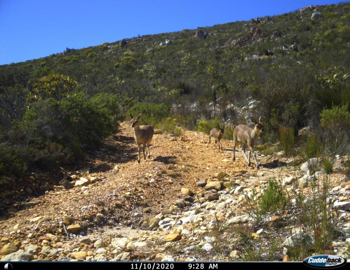 Farm 215 Private Nature Reserve Uilenkraal Extérieur photo